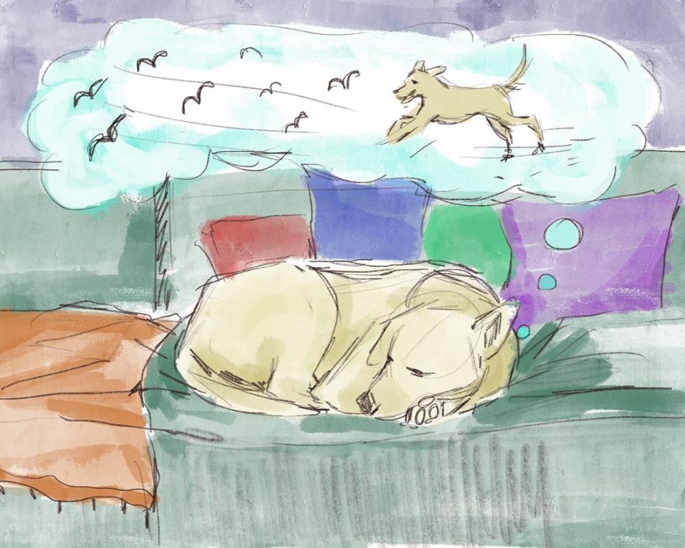 Śpiący pies któremu śni się że biega za ptakami