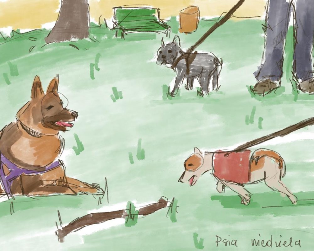 Bawiące się psy w parku na zielonej trawie - "Psia Niedziela"